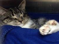Laser Declaw Laser Declaw
