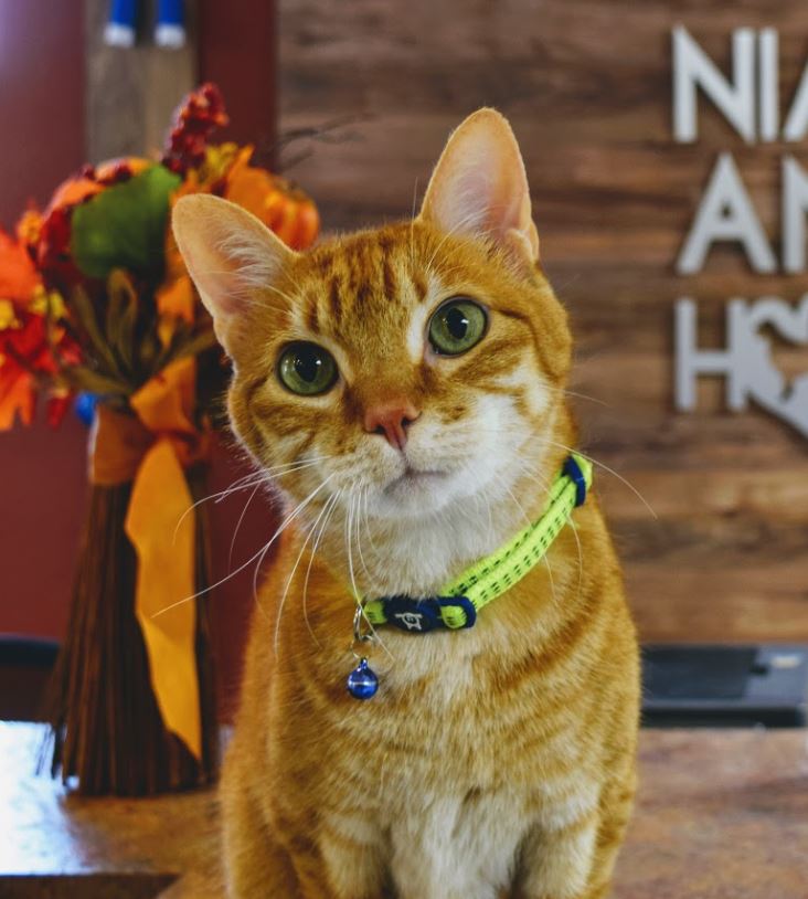 Tiger, Animal Client Relationship Specialist Tiger, Animal Client Relationship Specialist